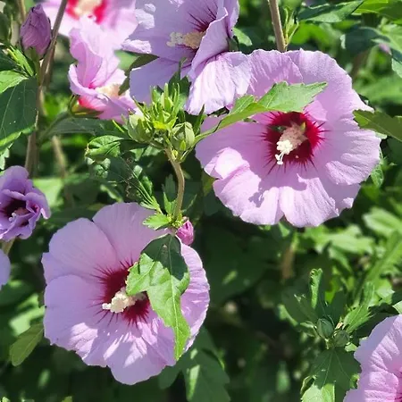 Rose Of Sharon - Meerblick, Neubau, Polarstar Komplex, Апартамент *